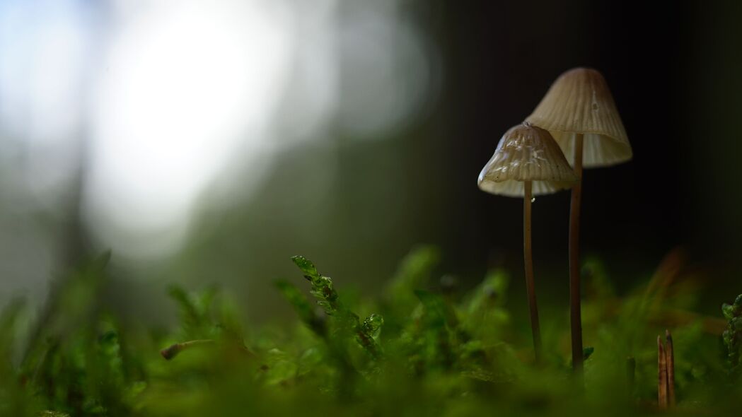高清4K壁纸下载，蘑菇苔藓宏景，模糊美学，3840x2160超清背景图片