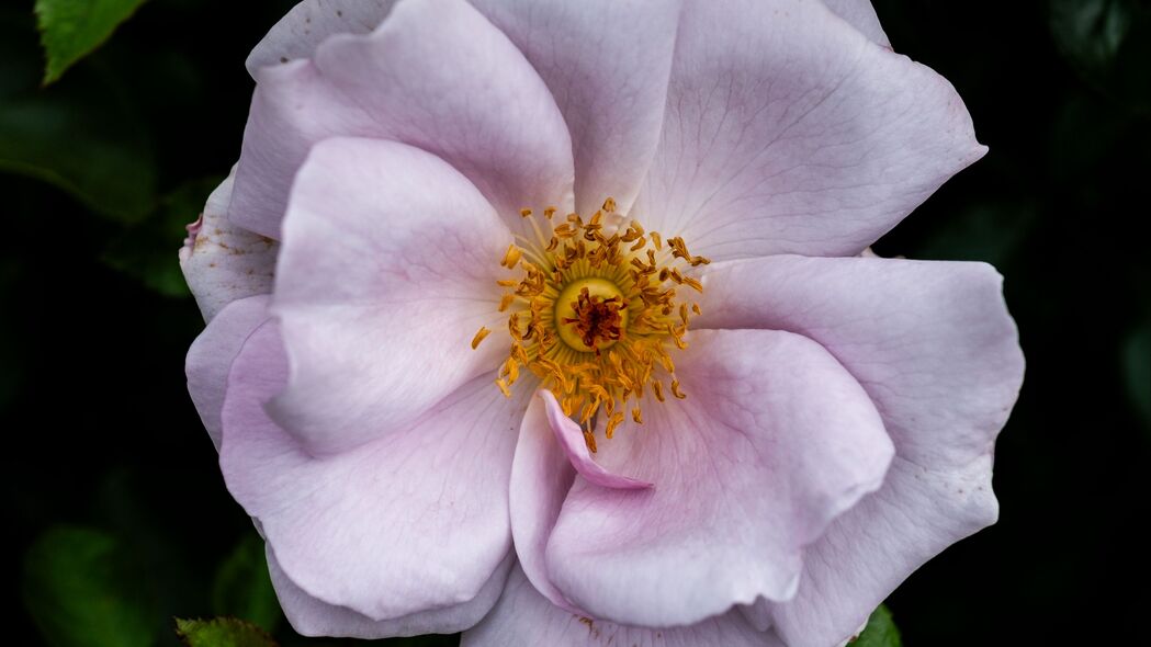 粉色玫瑰果高清壁纸，花瓣、叶子、花粉细节尽显，4K超清3840x2160下载