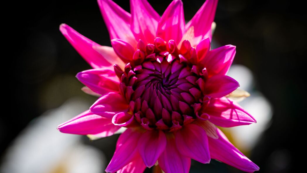 大丽花盛放之美，粉红花瓣与花蕾的4K高清壁纸，3840x2160超清下载