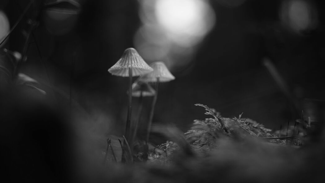蘑菇宏主题，高清4K黑白模糊壁纸，3840x2160超清分辨率，免费下载