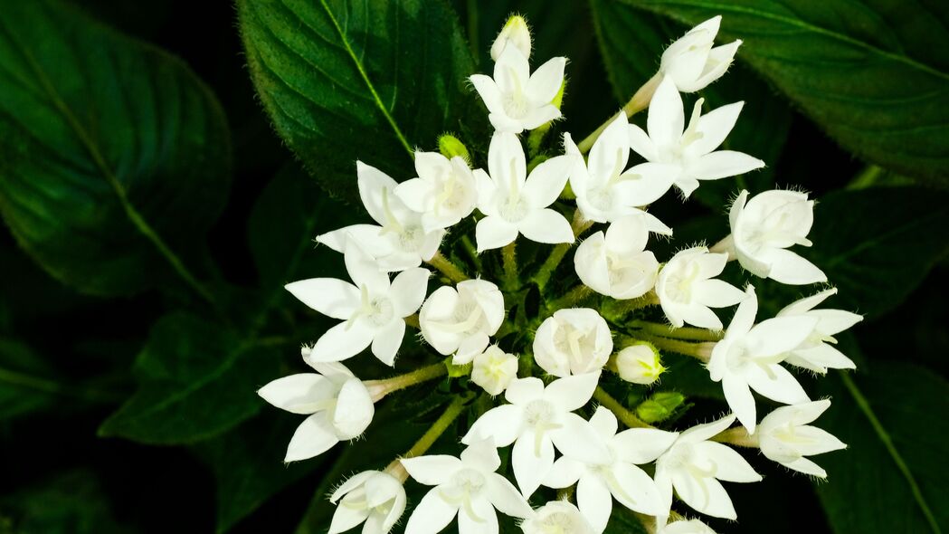 Pentas Lanceolata白色花瓣与树叶之美，4K高清壁纸下载（3840x2160）