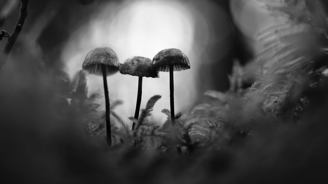 蘑菇宏·黑白苔藓模糊风格，超清4K壁纸，3840x2160分辨率，高清下载