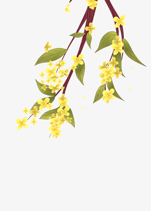 秋韵金桂，高清PNG透明插画，动植物元素植物设计素材免费下载