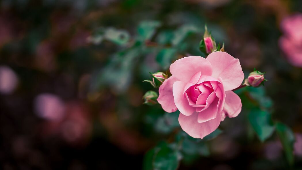 粉红花芽绽放之美，超高清4K玫瑰壁纸，3840x2160分辨率，免费下载