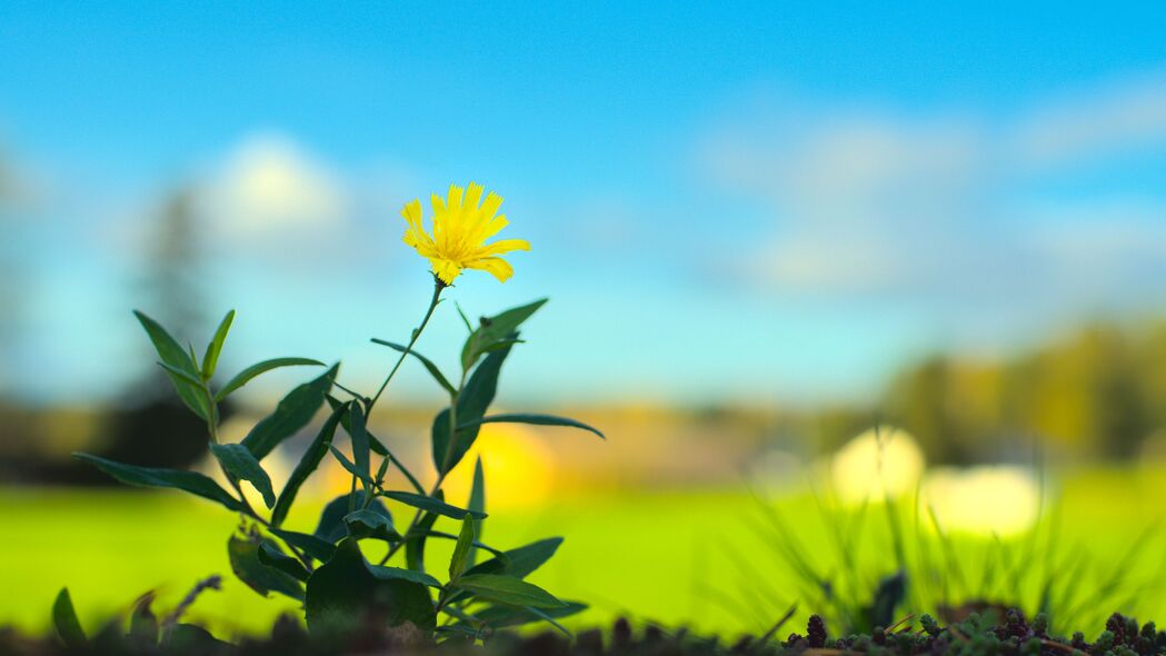 黄色花瓣Hieracium Canasensive花卉壁纸，模糊4K高清背景图片下载