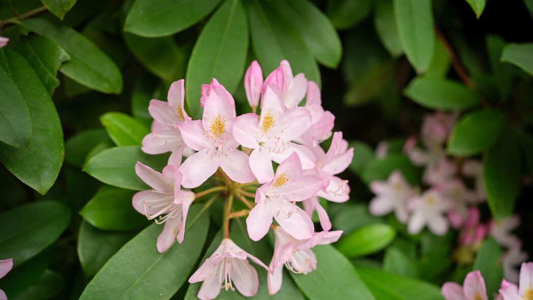 杜鹃花高清4K壁纸，绚丽花瓣，绝美植物背景，3840x2160分辨率免费下载