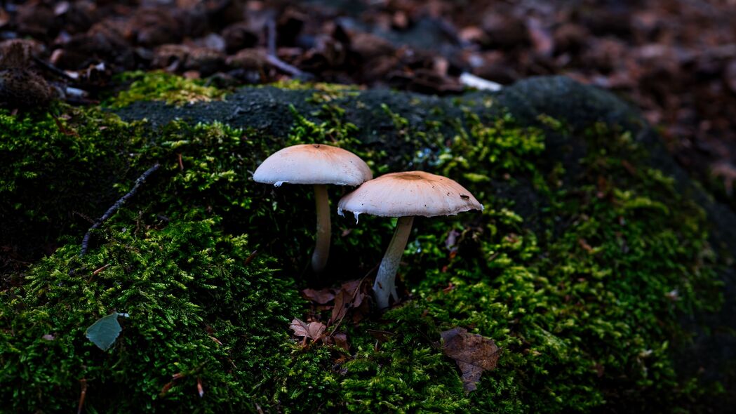 真菌苔藓蘑菇宏观之美，4K超高清3840x2160壁纸免费下载