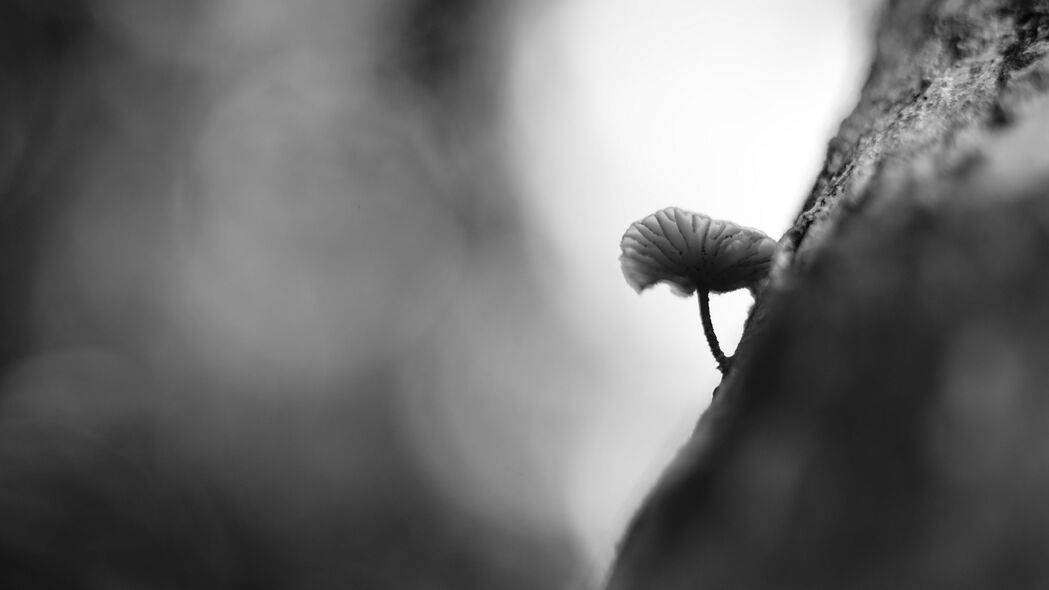 高清4K壁纸，蘑菇与树的模糊黑白宏观之美，3840x2160分辨率，免费下载