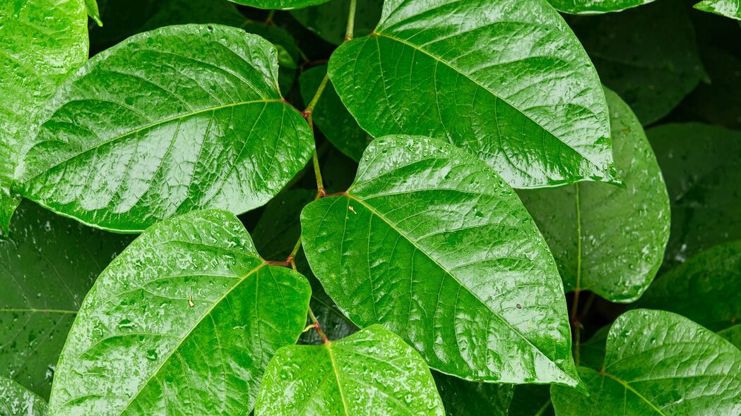 4K高清绿色植物壁纸，树叶、树枝精美细节，3840x2160超清分辨率