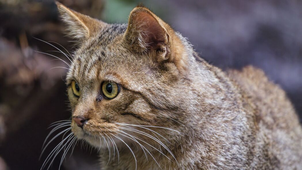 超清4K野猫动物壁纸，模糊艺术风格，3840x2160高清下载