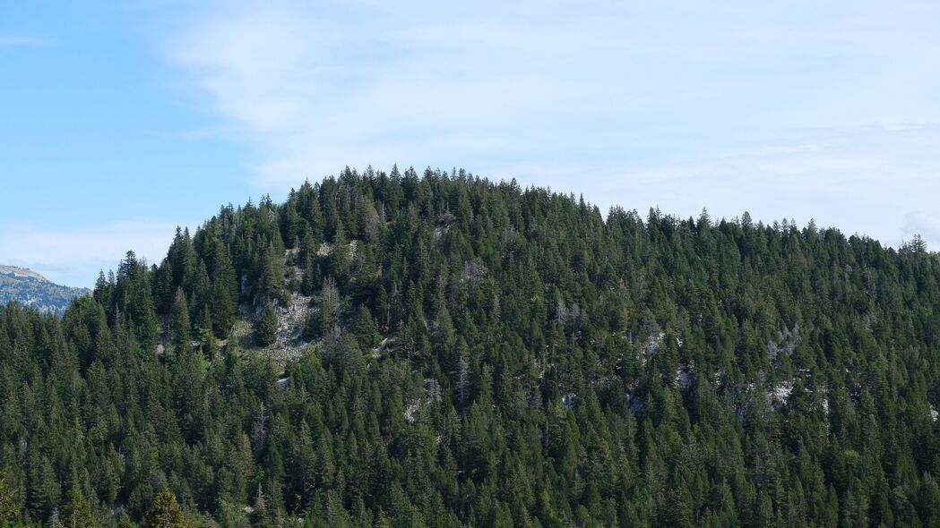 山景绿意盎然，冷杉森林4K高清壁纸，自然之美尽在3840x2160分辨率