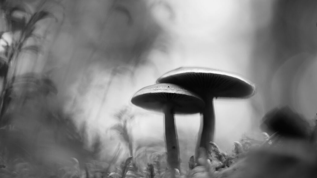 高清4K蘑菇苔藓宏主题壁纸，模糊黑白风格，3840x2160分辨率，免费下载