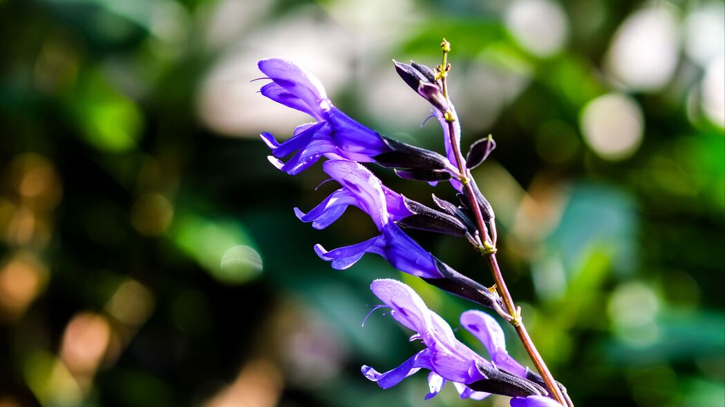 鼠尾草高清4K壁纸，绝美花序与花瓣，3840x2160超清背景图片下载