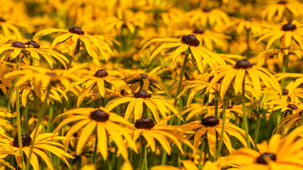 Rudbeckia花瓣模糊美，高清4K黄色壁纸，3840x2160分辨率，免费下载