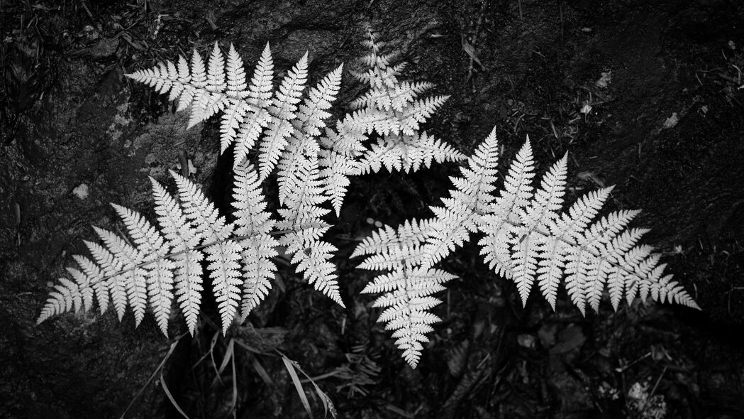 蕨类植物黑白艺术，精选4K高清壁纸，3840x2160分辨率，免费下载
