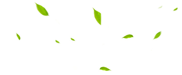 绿色树叶漂浮PNG素材，高清透明图片，创意设计元素免费下载