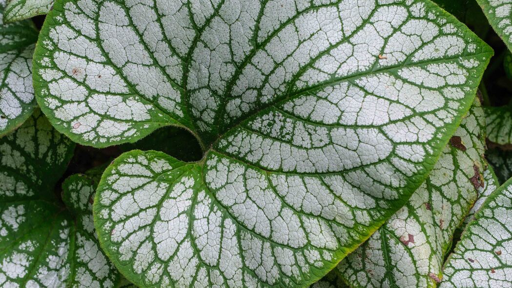 Brunera Macrophylla，伪造-Me-Not的奇迹，高清4K植物叶子壁纸，尽享自然之美