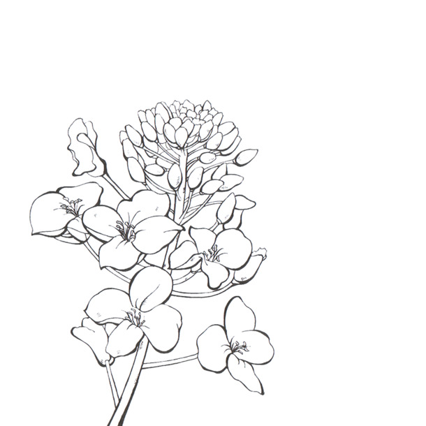 黑白油菜花线稿PNG，高清透明植物图片素材，免费下载用于装饰元素设计
