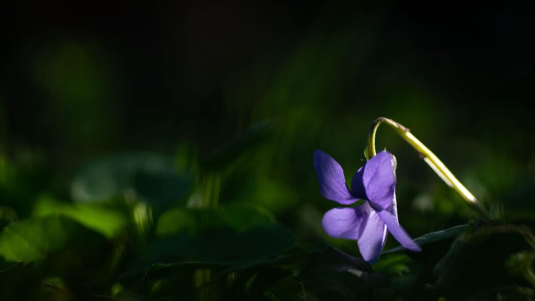 森林紫罗兰，高清4K紫色花瓣壁纸，3840x2160超清背景图片免费下载