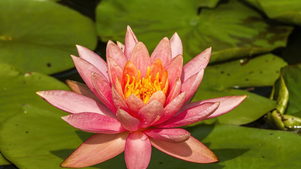 宏观视角下的四角睡莲，粉红花瓣滴露，绝美4K高清壁纸（3840x2160）