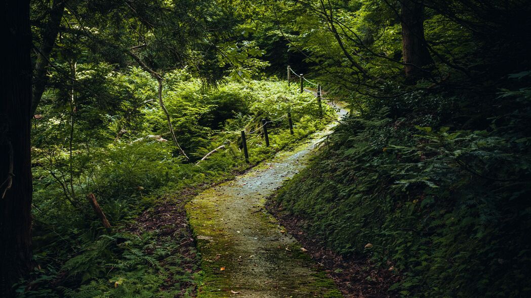 探索自然之美，高清4K森林树木风景壁纸，3840x2160超清下载
