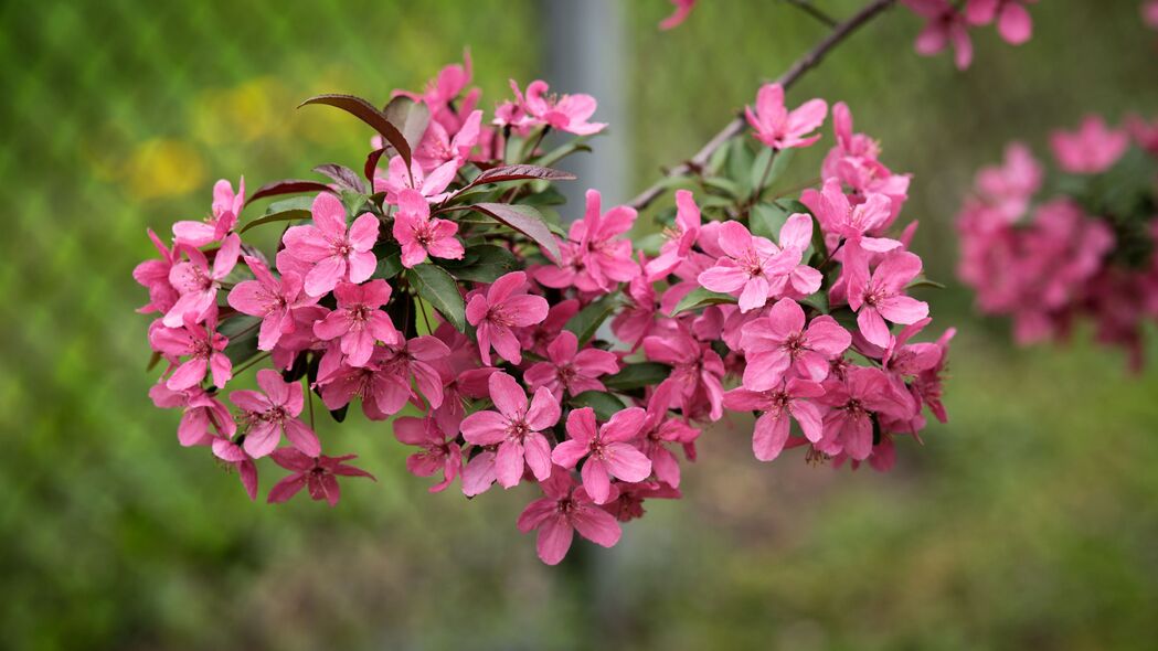 春日粉瓣绽放，苹果树花朵高清4K壁纸，3840x2160超清下载