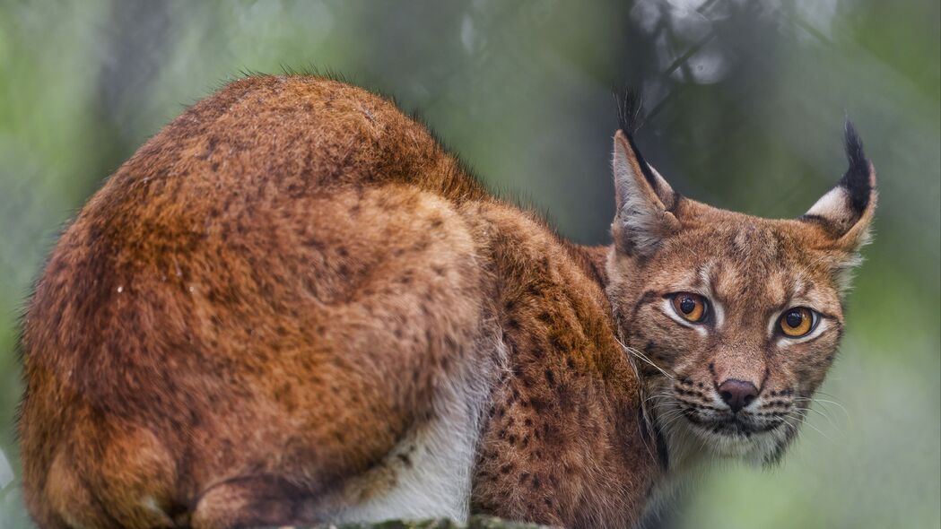 山猫捕食者大猫动物耳朵特写，高清4K壁纸3840x2160，免费下载