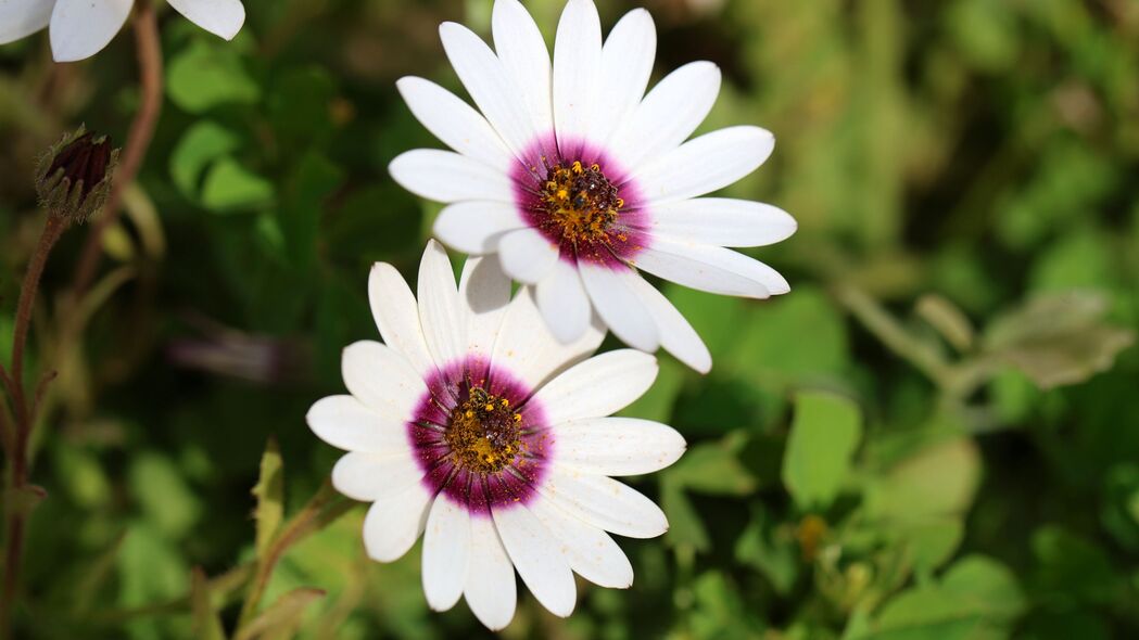 Dimorphotheca Ecklonis高清4K壁纸，白色紫色花瓣花朵，3840x2160精美背景图片下载