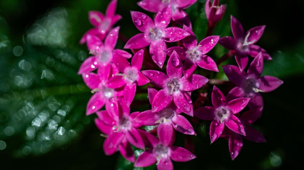 Pentas Lanceolata粉红花瓣水滴美景，超高清4K壁纸（3840x2160）免费下载