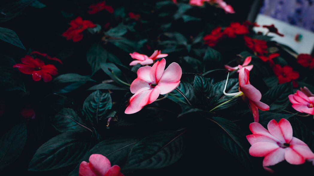 香脂花绽放，粉绿交织之美，4K高清壁纸下载，3840x2160分辨率