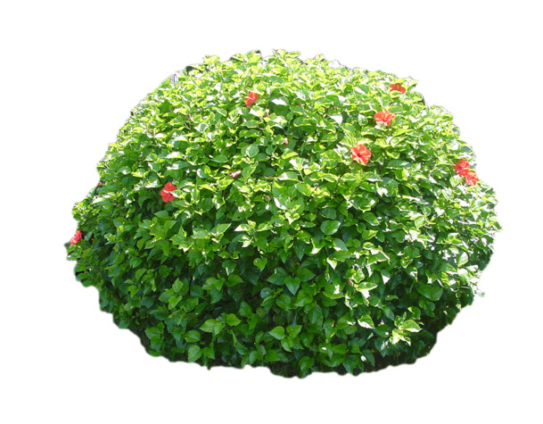木槿灌木球高清PNG透明图片，免费下载动植物元素设计素材
