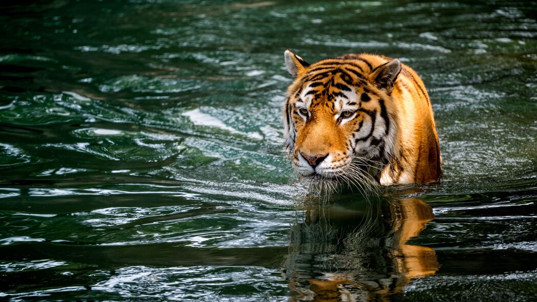 老虎捕食者大猫，潮湿池塘中的王者风采，4K高清壁纸3840x2160下载