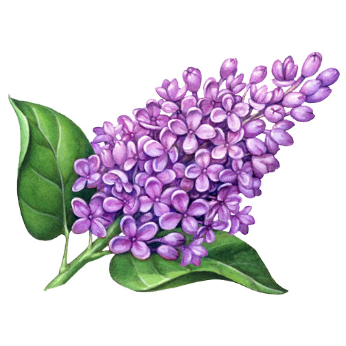 手绘立体紫丁香插画，高清PNG透明图片，动植物元素丰富，设计素材免费下载