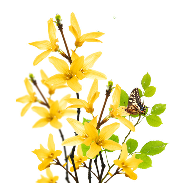 黄色连翘花朵PNG素材，高清透明动植物图片，免费下载设计元素