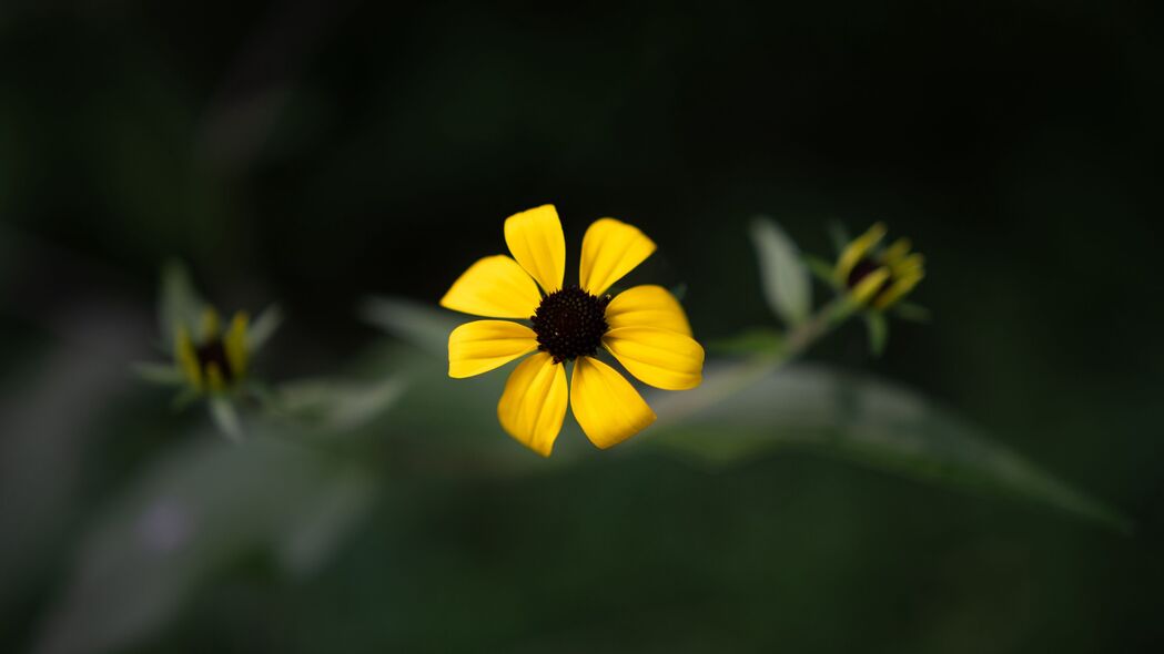 Rudbeckia花微距之美，高清4K黄色花瓣模糊壁纸，3840x2160超清下载