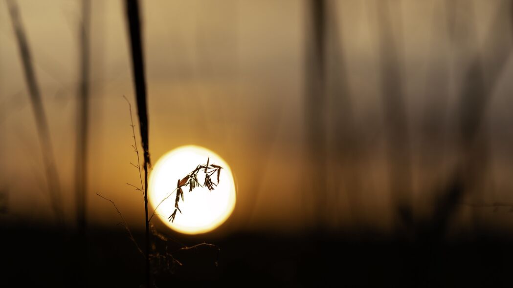 植物草海在夕阳余晖中模糊绽放，高清4K宏观壁纸，3840x2160背景图片免费下载