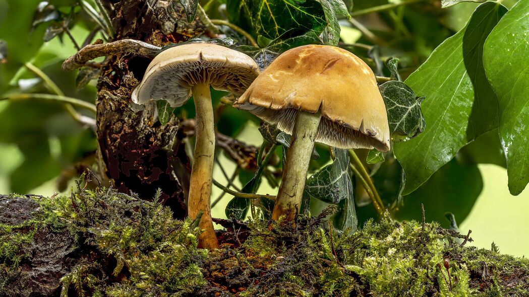蘑菇苔藓树叶宏观美景，超高清4K壁纸，3840x2160分辨率，一键下载！