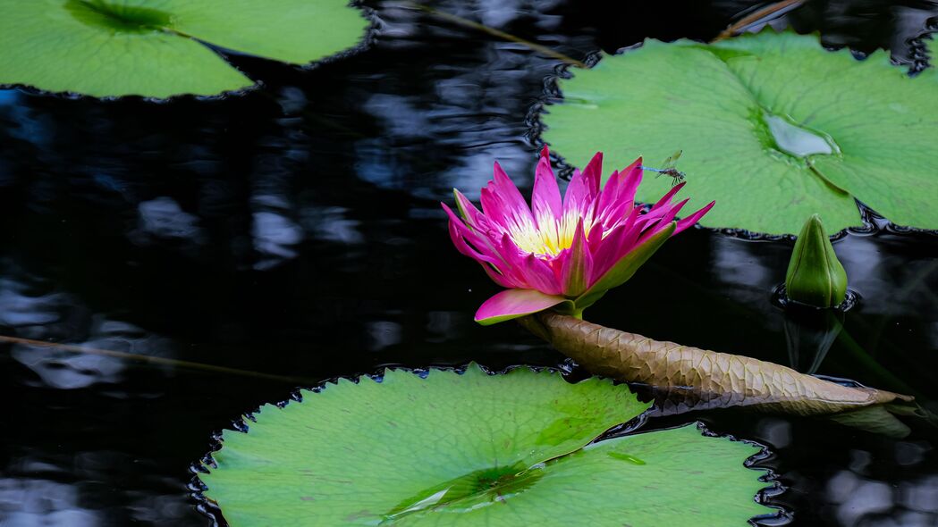 高清4K壁纸，莲花绽放，花瓣飘逸，树叶绿意盎然，池塘水波荡漾