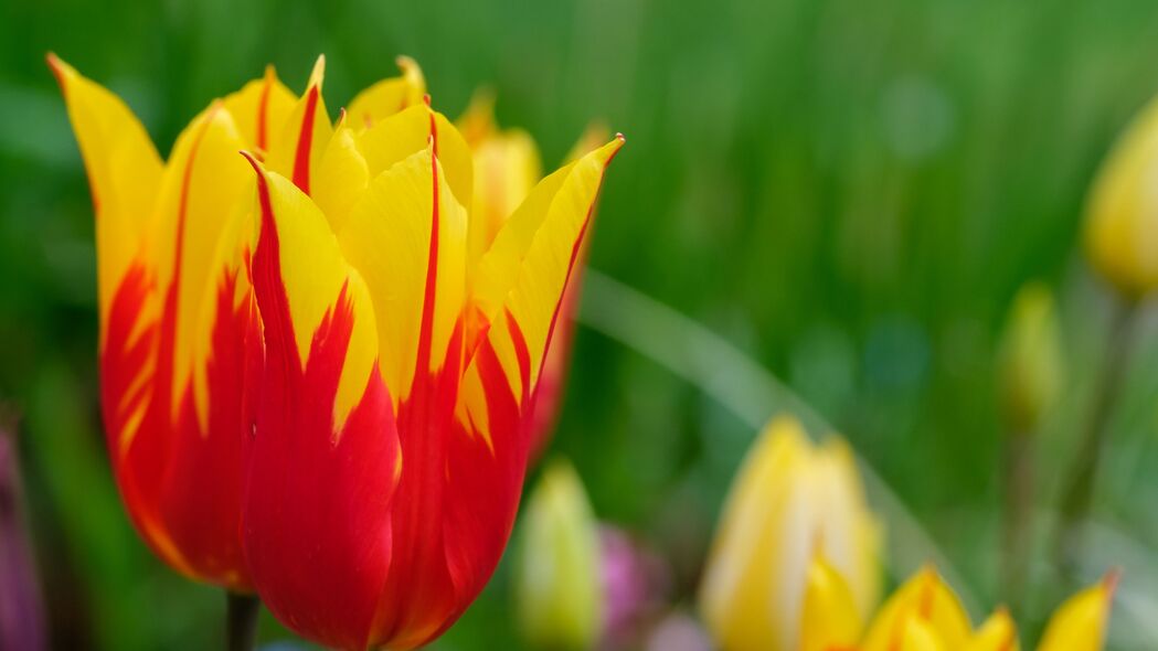 郁金香花蕾绽放之美，模糊与明亮交织的4K高清壁纸，3840x2160分辨率，免费下载