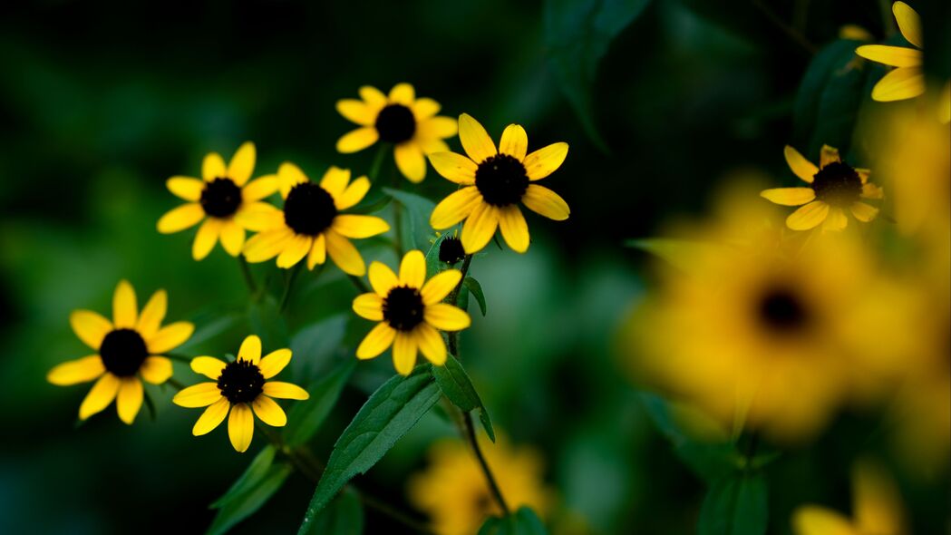 Rudbeckia花瓣绽放，高清4K黄色模糊壁纸，3840x2160超清下载