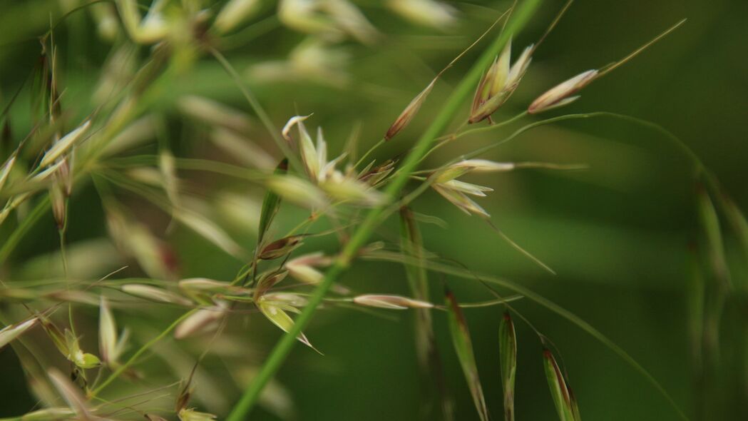 探索绿色草谷微距之美，4K高清模糊植物壁纸，3840x2160超清背景图片下载