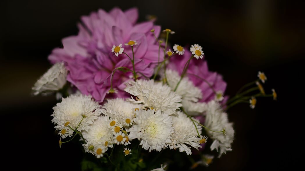 菊花雏菊绽放花束，高清4K花朵壁纸，3840x2160超清背景图片免费下载