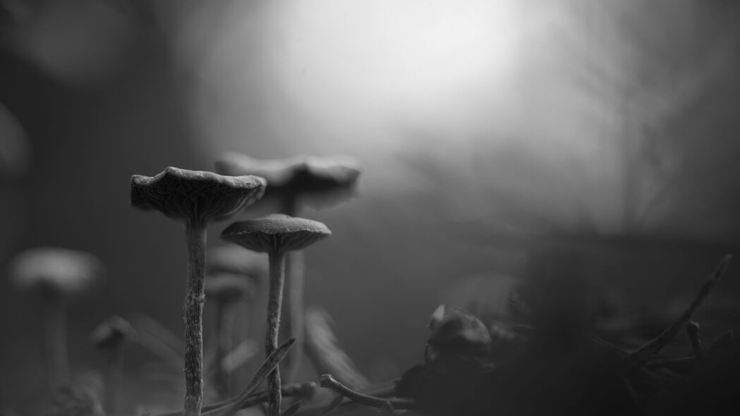 蘑菇迷雾黑白4K超清壁纸，3840x2160高清背景图片下载