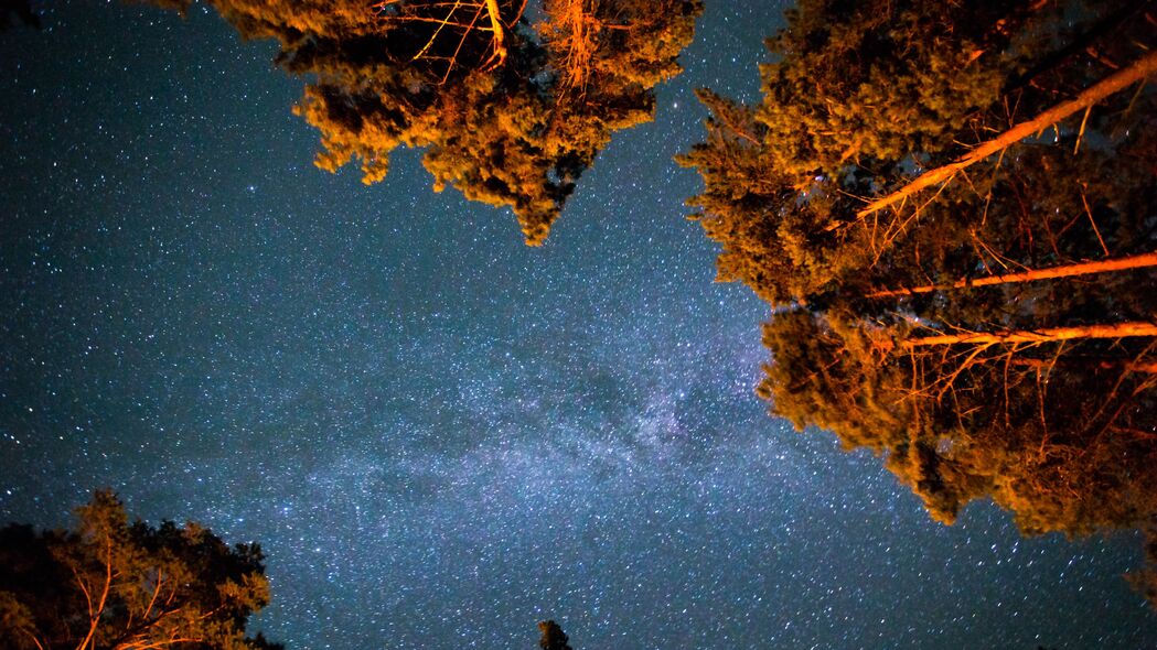 星空璀璨夜，树木仰望间，高清4K壁纸，3840x2160极致体验，一键下载