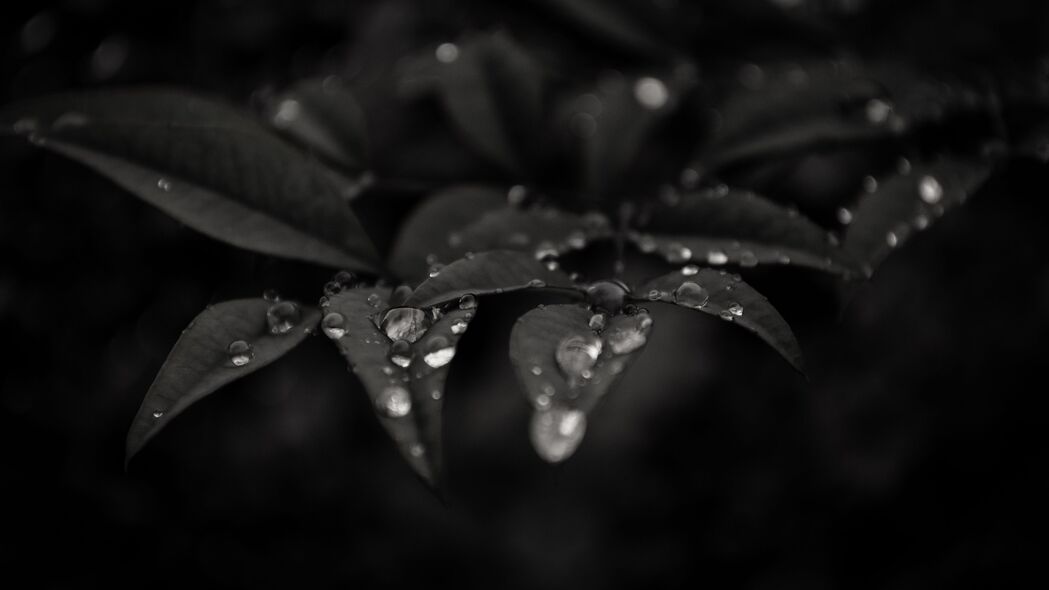 树叶水珠滴落，微距捕捉雨露之美，深色4K高清壁纸3840x2160免费下载