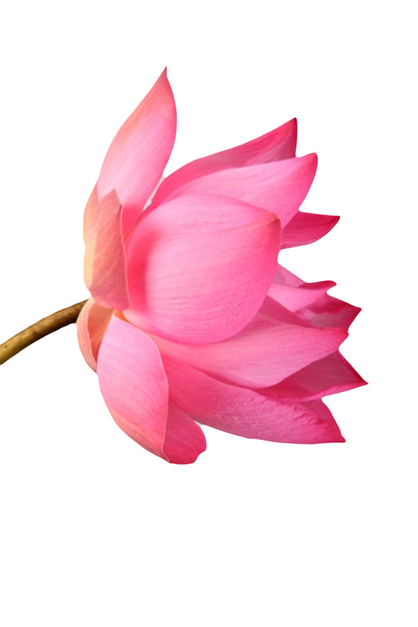 红色纯洁水芙蓉PNG透明图片，高清实物花瓣漂浮元素，设计素材免费下载