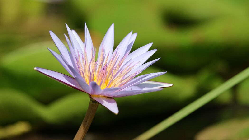高清4K壁纸，模糊莲花花瓣，绝美3840x2160背景图片，免费下载
