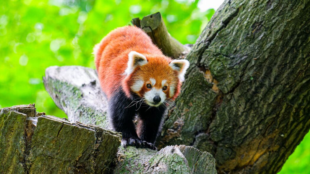 红熊猫栖息于石树间，野生风情尽在眼前——4K高清壁纸，3840x2160下载