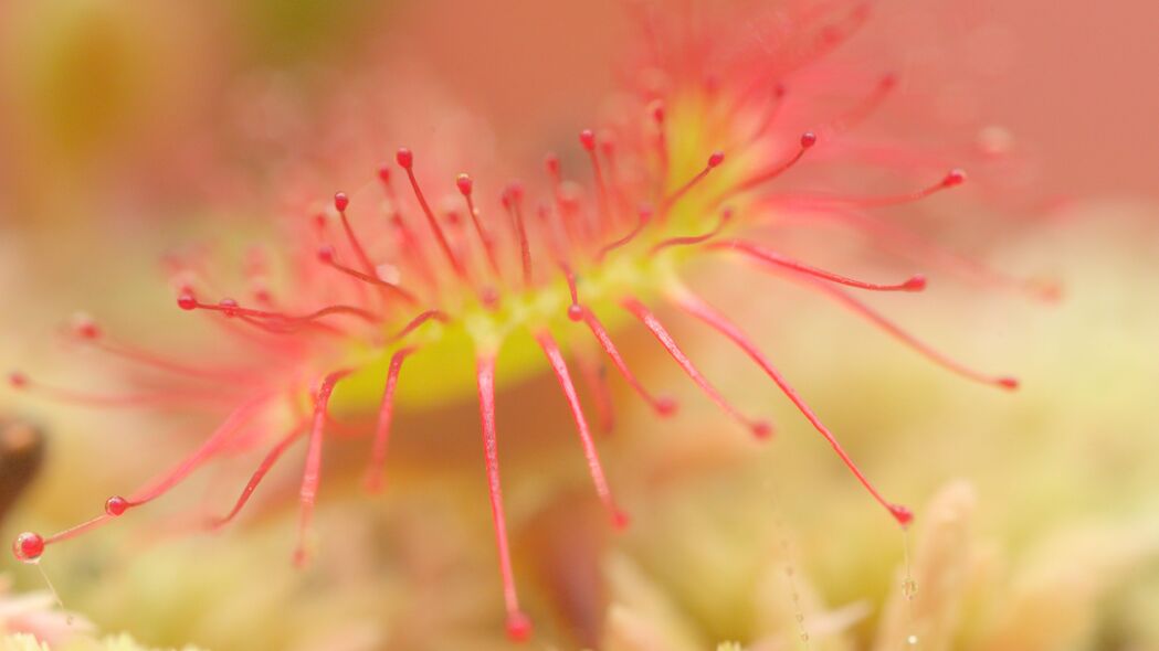 Drosera宏植物模糊4K壁纸，超清3840x2160背景图片，一键下载
