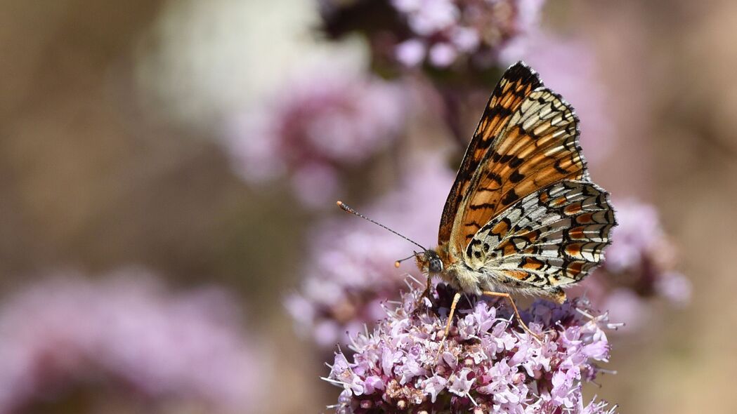 Melitaea Phoebe蝴蝶花4K模糊壁纸，高清3840x2160背景图片，免费下载